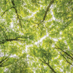 The EU Deforestation Regulation (EUDR)